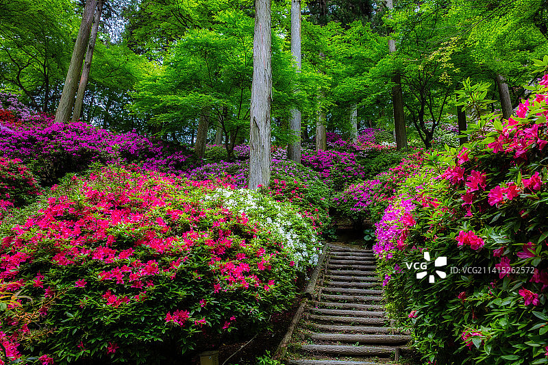杜鹃花开满山坡图片素材