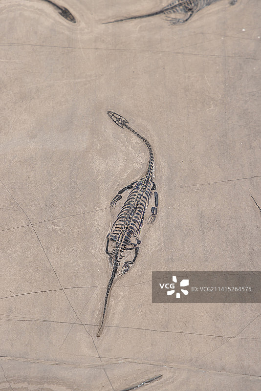 化石：贵州龙 化石 三叠纪（2.52-2.01亿年）图片素材