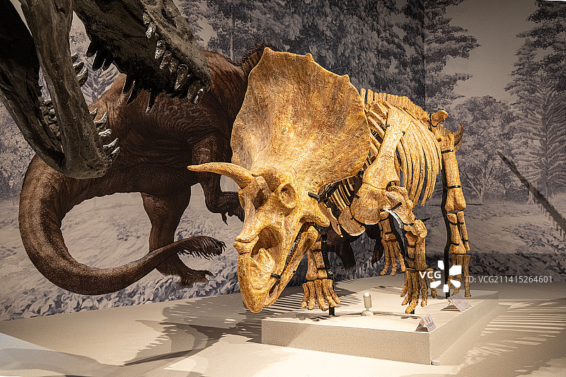 恐龙化石：一只三角龙与霸王龙对峙图片素材