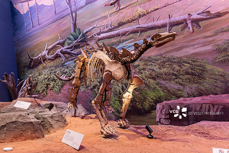 恐龙化石：太白华阳龙图片素材