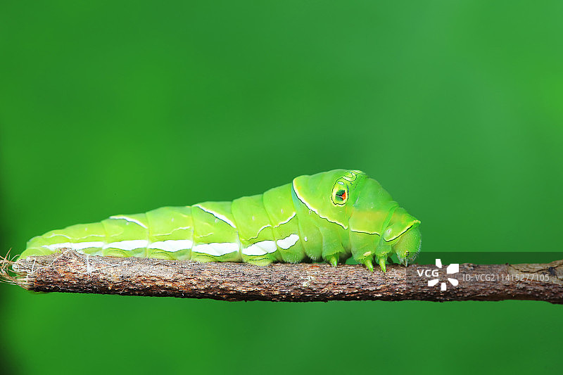 柑橘凤蝶幼虫图片素材