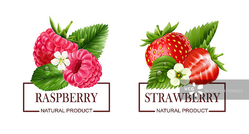 浆果标签写实套装图片素材