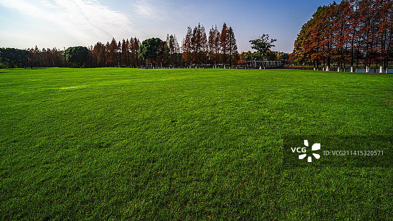 冬季公园的草坪图片素材