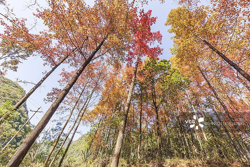 广西百色市冬季绚丽多彩的红枫叶图片素材
