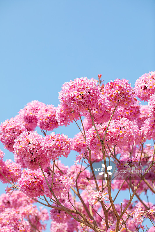 户外盛放的紫花风铃木图片素材