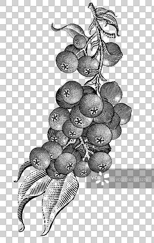 蓝莓版画图片素材