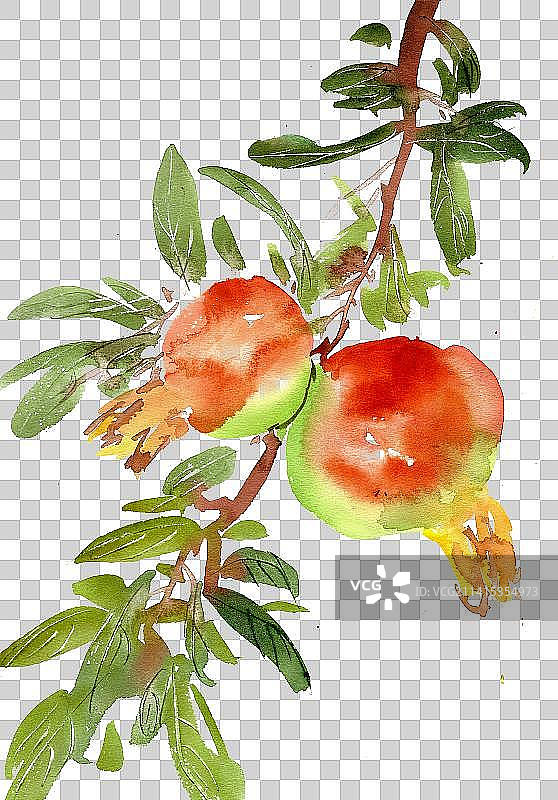 丰收的石榴图片素材