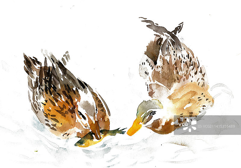 两只鸭子图片素材