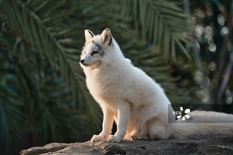 北极狐｜杭州野生动物园图片素材