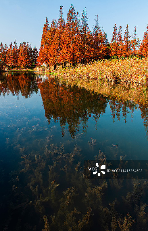 上海世博文化公园初冬风光图片素材