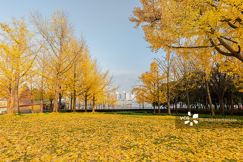 上海浦东世博银杏林图片素材