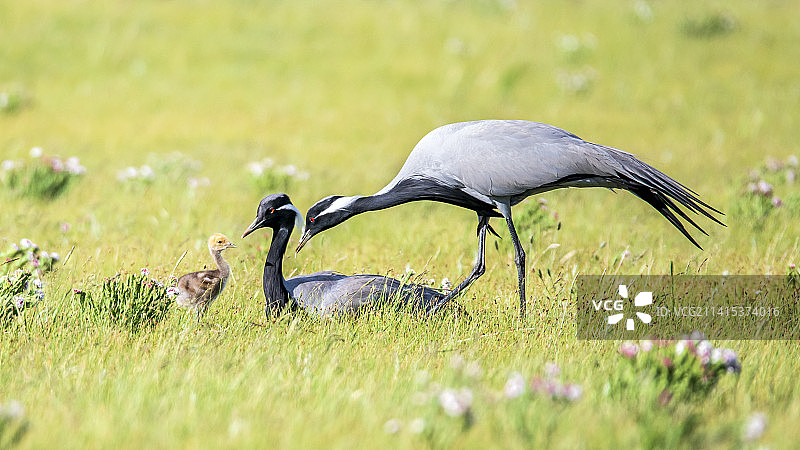 蓑羽鹤一家图片素材