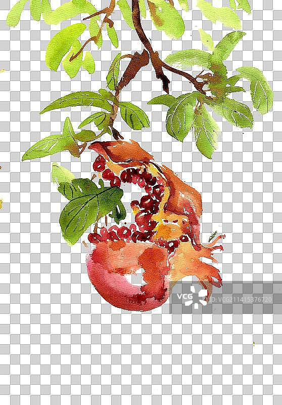 熟透的石榴图片素材