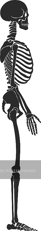 人体骨骼侧视图解剖骨骼结构图片素材