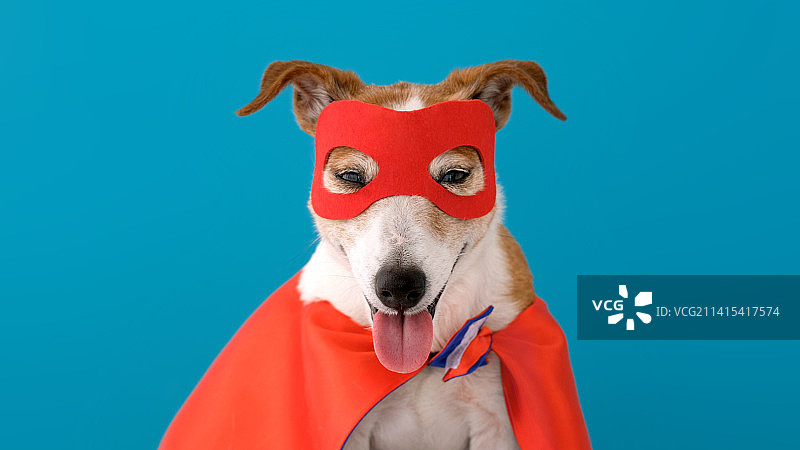 蓝色背景下戴着新奇眼镜的狗的特写图片素材