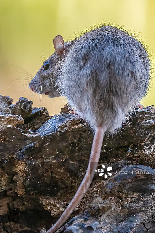一只胆小的老鼠图片素材