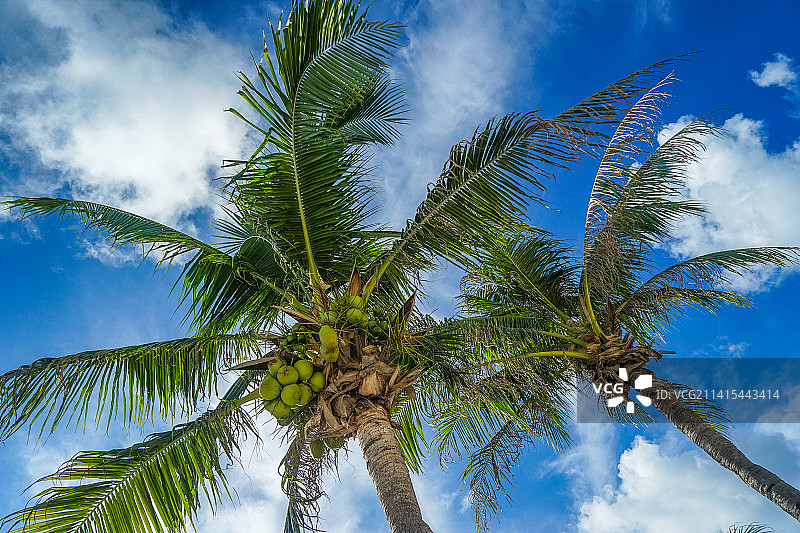 泰国普吉皇帝岛（RACHA）蓝天下的椰子树和椰子图片素材
