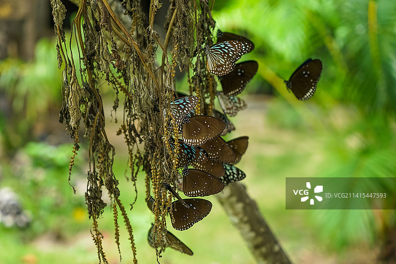 泰国皇帝岛（Racha）上美丽的热带蝴蝶图片素材