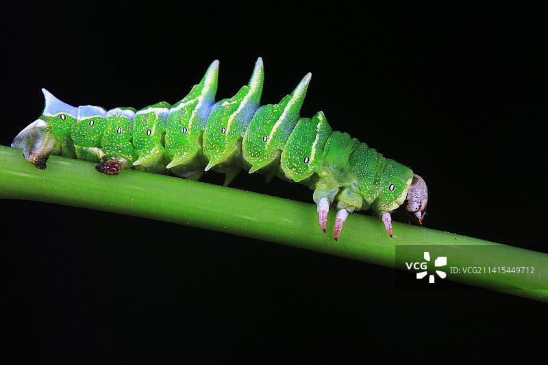 桑褶翅尺蛾幼虫图片素材
