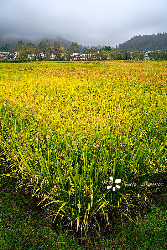 丰收时节图片素材