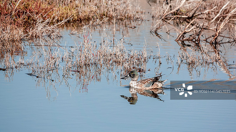 琵嘴鸭图片素材