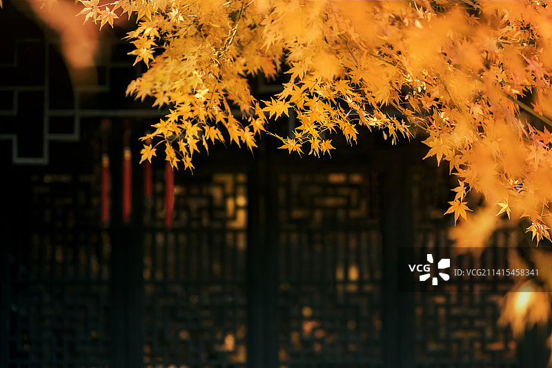 中式古建筑前的枫叶图片素材