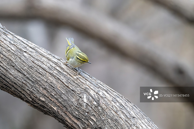 树上的黄腰柳莺图片素材