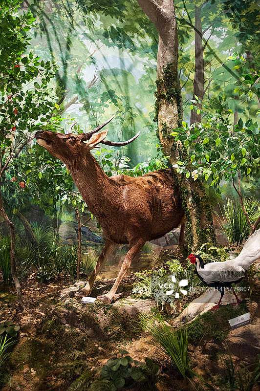 成都自然博物馆 恐龙化石图片素材