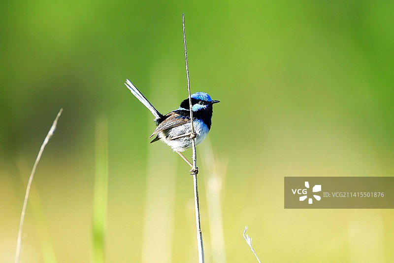 壮丽细尾鹩莺(雄)图片素材