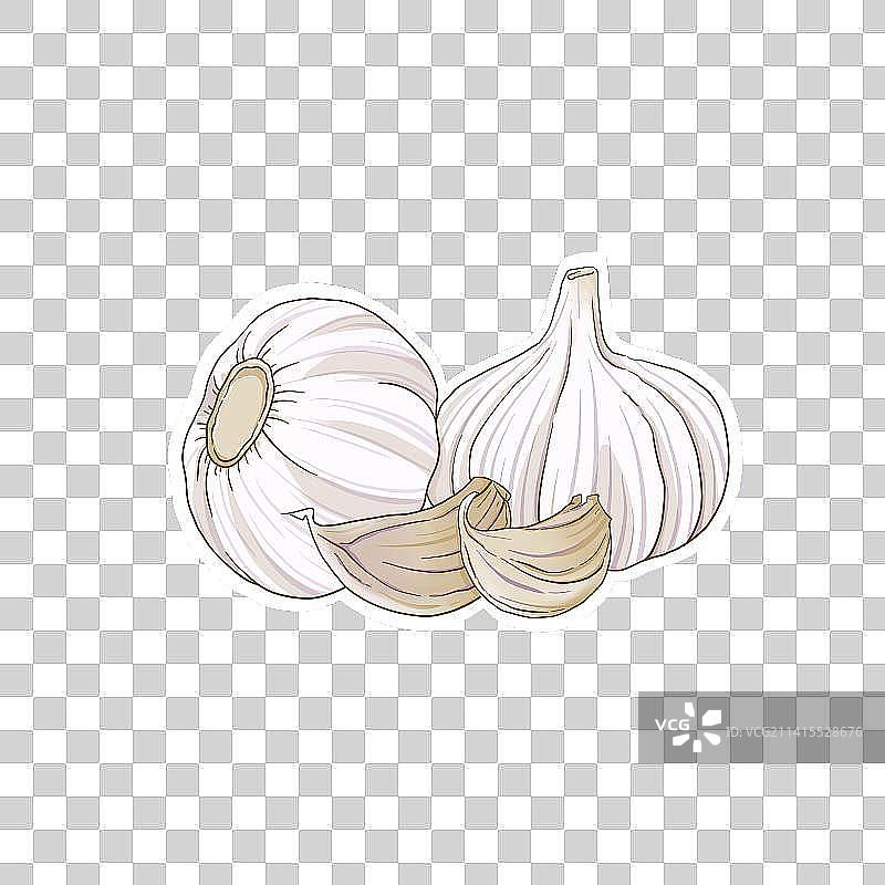 大蒜图片素材