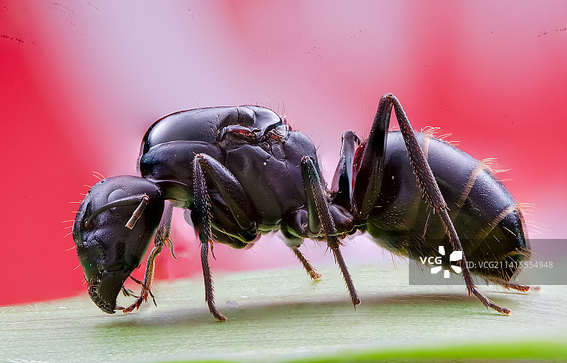 微距蚂蚁图片素材