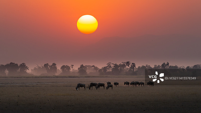 夕阳下的角马群图片素材