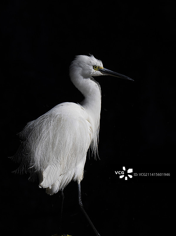 小区里的白鹭图片素材