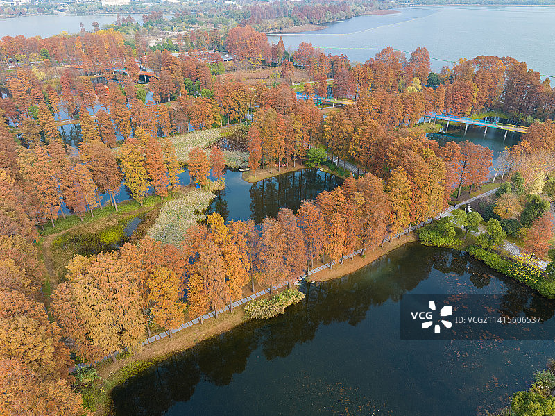 武汉东湖湿地公园风景区秋季风光图片素材