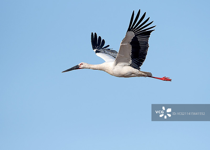 东方白鹳展翅高飞图片素材