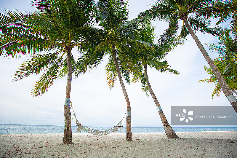 海边棕榈树之间的吊床图片素材