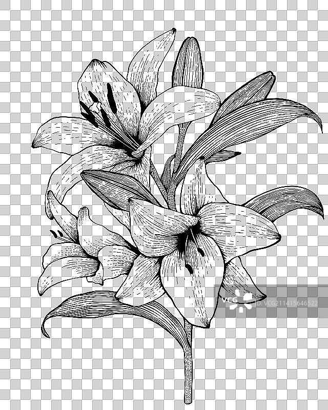 植物线稿图片素材