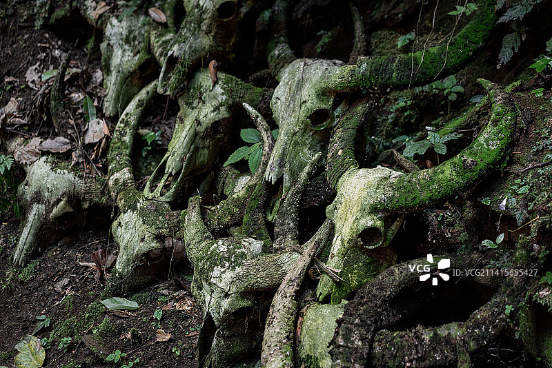 云南省普洱市西盟县勐梭龙潭龙摩爷圣地牛头图腾图片素材