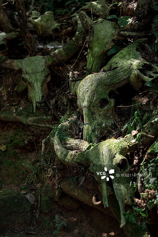 云南省普洱市西盟县勐梭龙潭龙摩爷圣地牛头图腾图片素材