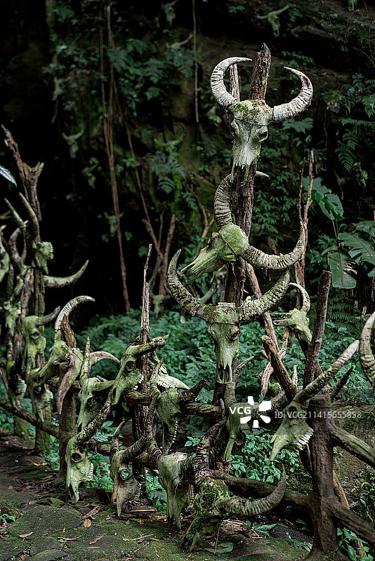 云南省普洱市西盟县勐梭龙潭龙摩爷圣地牛头图腾图片素材