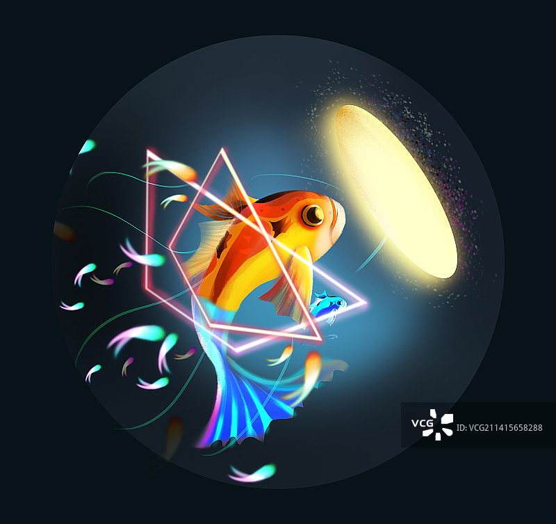 金鱼特写镜头图片素材