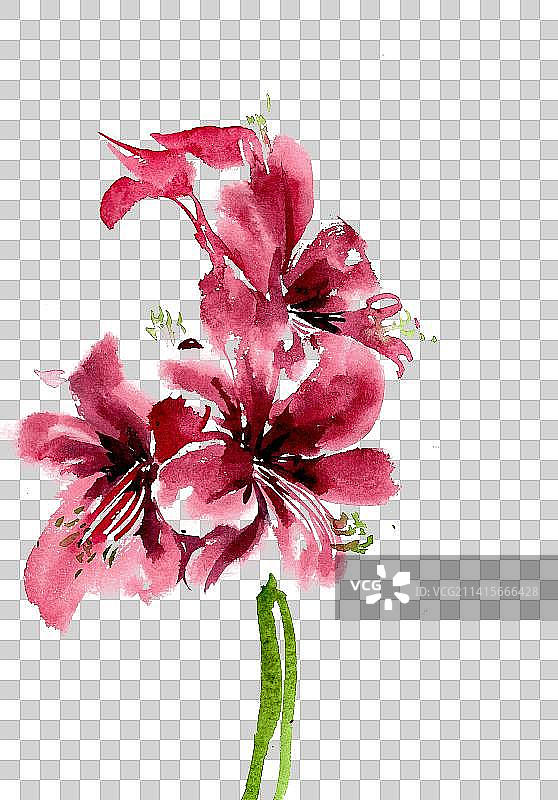 红色的羊蹄甲图片素材