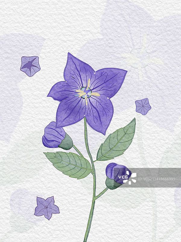 中华桔梗图片素材