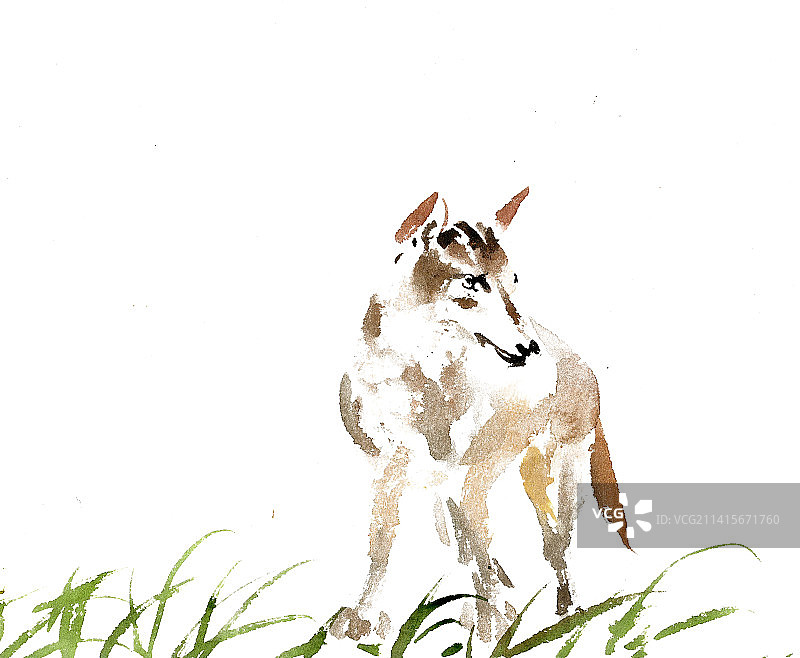 草地上的狼图片素材