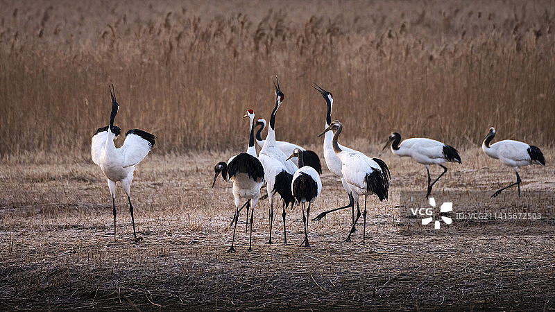 大丰丹顶鹤图片素材