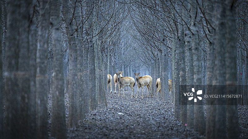 大丰麋鹿图片素材