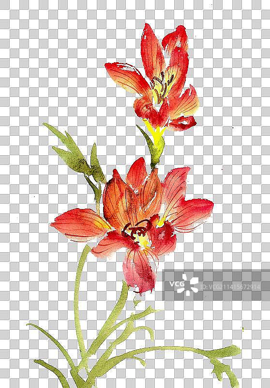 美丽的朱顶红图片素材