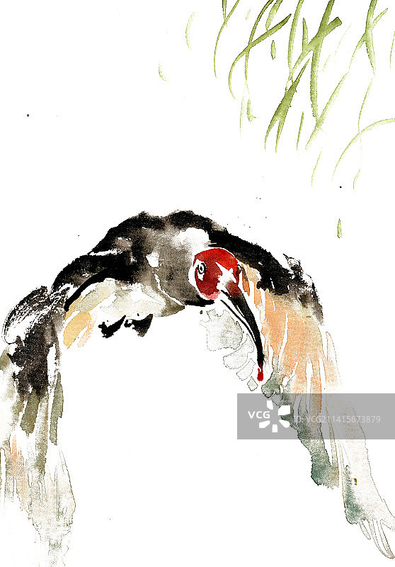 展翅的朱鹮图片素材