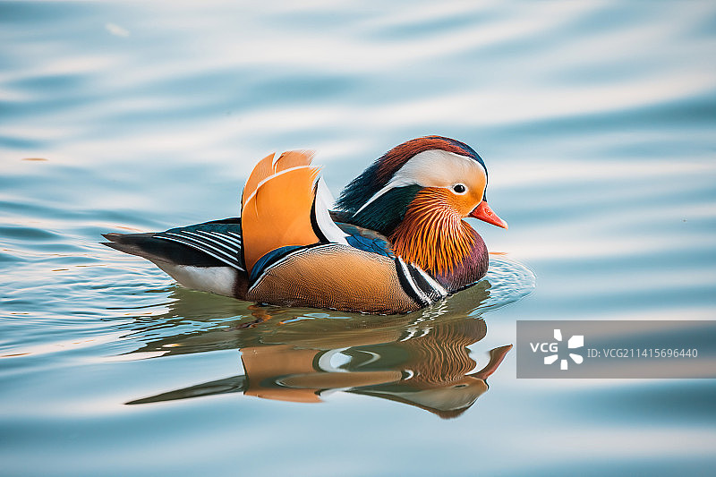 鸳鸯在西湖里觅食图片素材