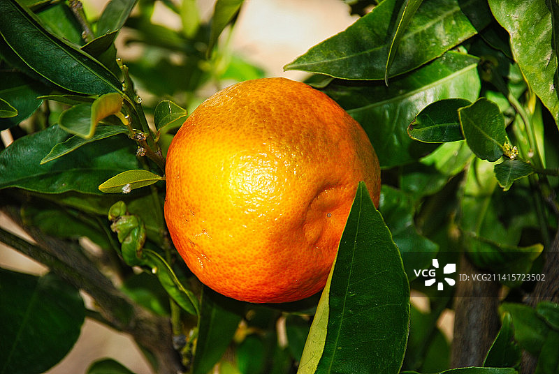 树上的橙色果实特写，塔拉戈纳，西班牙图片素材
